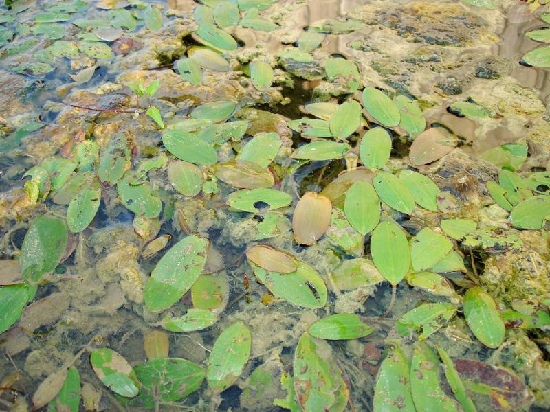 LongLeaf Pondweed Outdoor Alabama